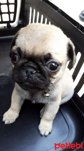 Pug, Köpek  Poyraz fotoğrafı