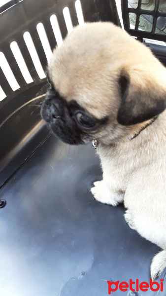 Pug, Köpek  Poyraz fotoğrafı