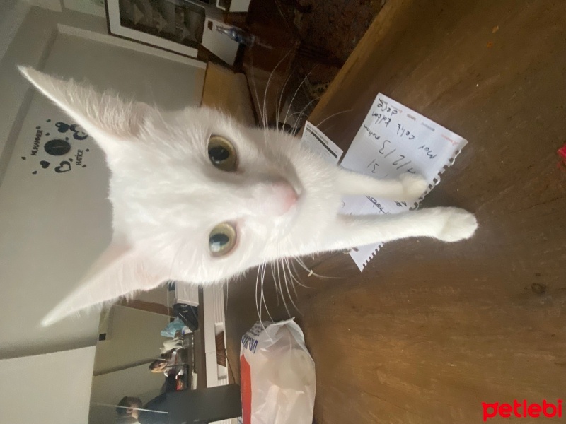 Ankara Kedisi, Kedi  Clementine fotoğrafı