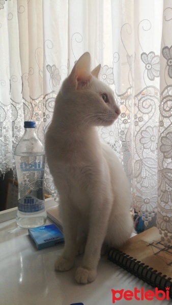 Ankara Kedisi, Kedi  Clementine fotoğrafı