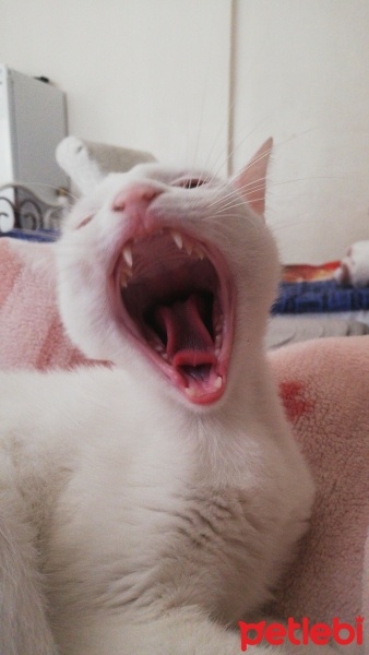 Ankara Kedisi, Kedi  Clementine fotoğrafı