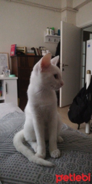 Ankara Kedisi, Kedi  Clementine fotoğrafı