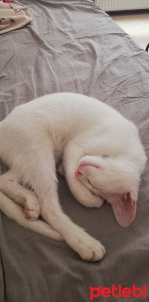 Ankara Kedisi, Kedi  Clementine fotoğrafı