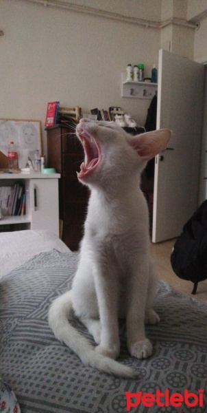 Ankara Kedisi, Kedi  Clementine fotoğrafı