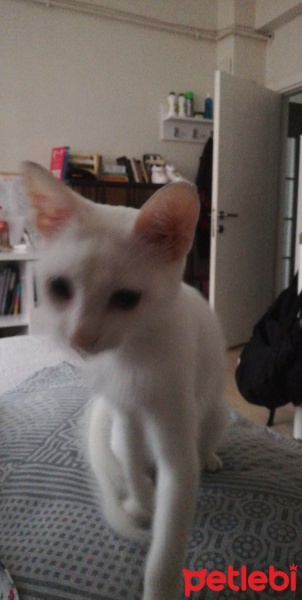 Ankara Kedisi, Kedi  Clementine fotoğrafı