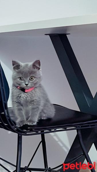 British Shorthair, Kedi  Gölge fotoğrafı
