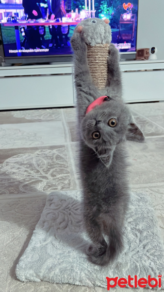 British Shorthair, Kedi  Gölge fotoğrafı