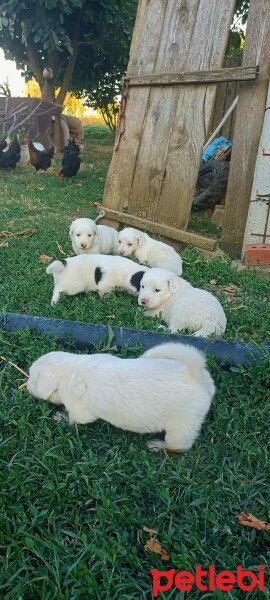 Golden Retriever, Köpek  İki haftalık beyaz golden cinsi yavrular fotoğrafı