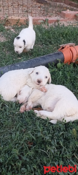 Golden Retriever, Köpek  İki haftalık beyaz golden cinsi yavrular fotoğrafı