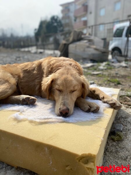 Golden Retriever, Köpek  Badem fotoğrafı