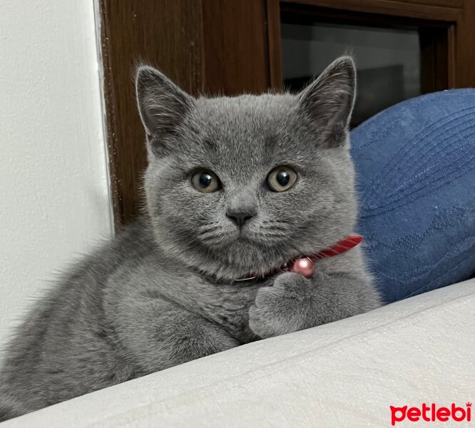 British Shorthair, Kedi  Mıstık fotoğrafı