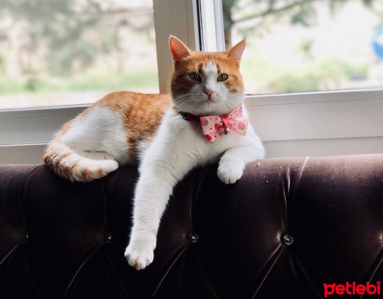 Tekir Kedi, Kedi  Petek fotoğrafı