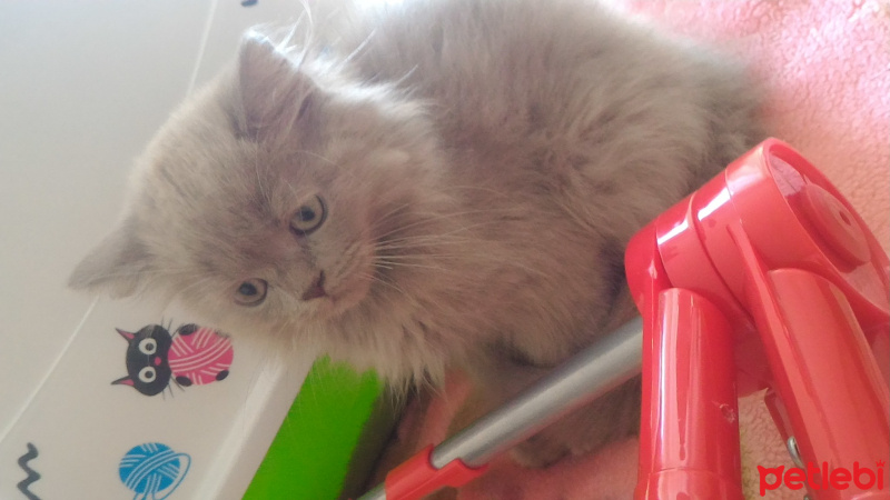 British Shorthair, Kedi  Yumak fotoğrafı