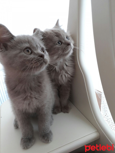 British Shorthair, Kedi  Yumak fotoğrafı