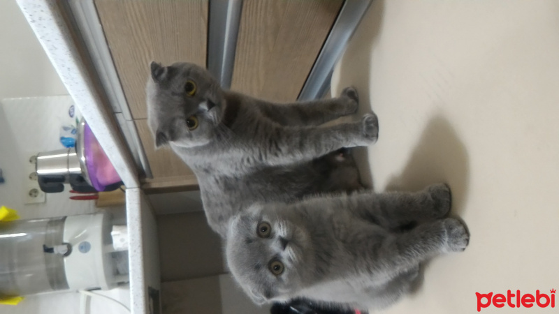 British Shorthair, Kedi  Yumak fotoğrafı