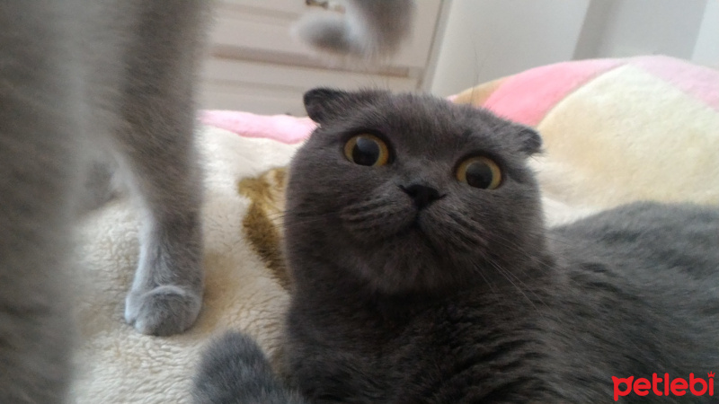 British Shorthair, Kedi  Yumak fotoğrafı