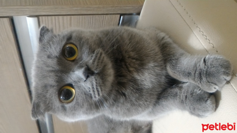 British Shorthair, Kedi  Yumak fotoğrafı