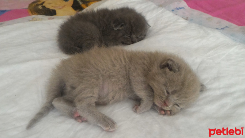 British Shorthair, Kedi  Yumak fotoğrafı