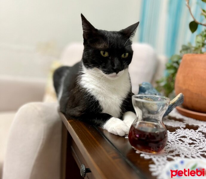 Tuxedo (Smokin) Kedi, Kedi  Mila fotoğrafı