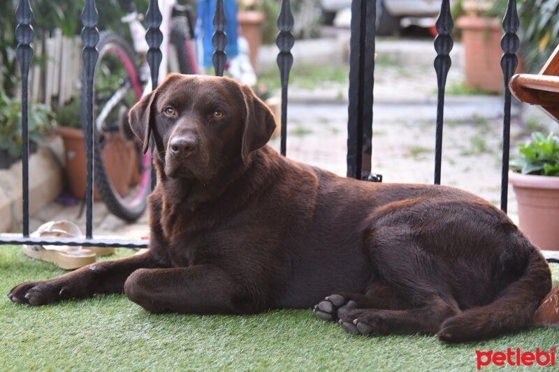 Labrador Retriever, Köpek  Çaklıt (çikolata) fotoğrafı