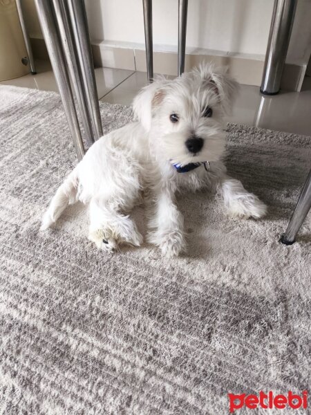 West Highland White Terrier, Köpek  Latte fotoğrafı