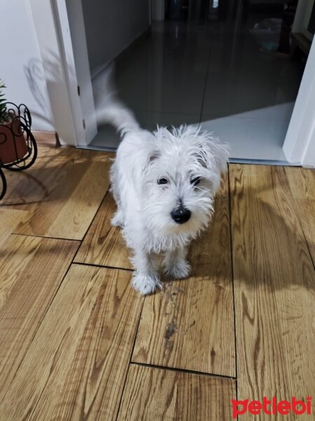 West Highland White Terrier, Köpek  Latte fotoğrafı