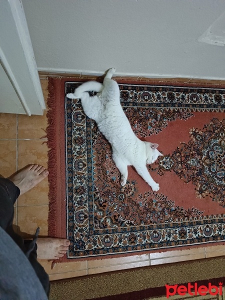 British Shorthair, Kedi  Paşa fotoğrafı