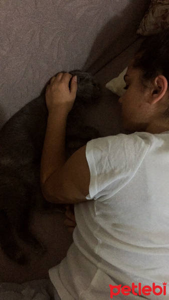 British Shorthair, Kedi  Bal fotoğrafı