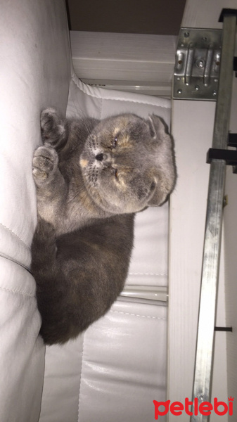 British Shorthair, Kedi  Bal fotoğrafı