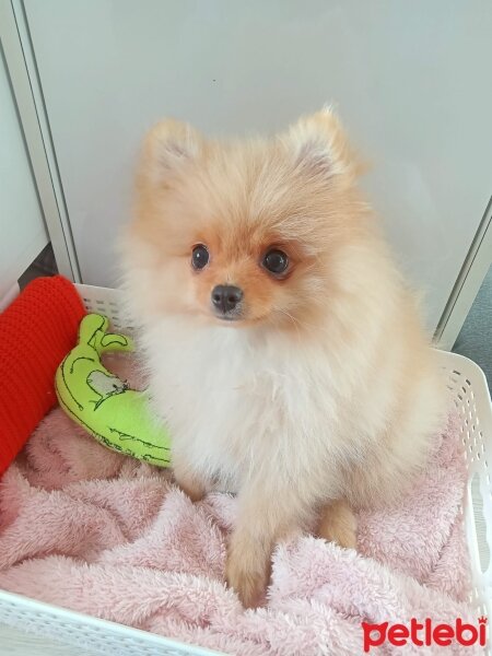 Pomeranyalı, Köpek  Lily fotoğrafı