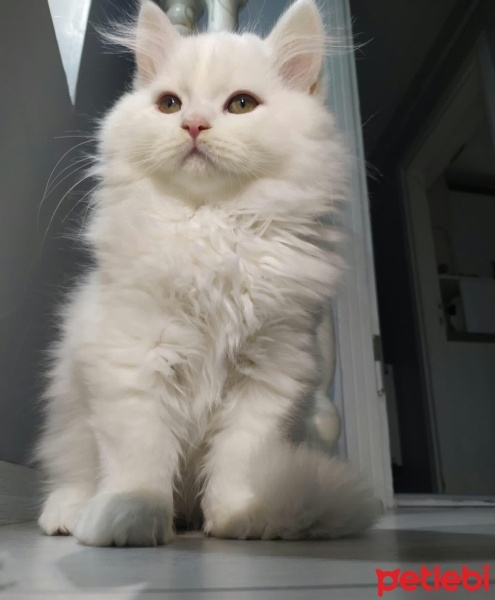 British Longhair, Kedi  Leo fotoğrafı
