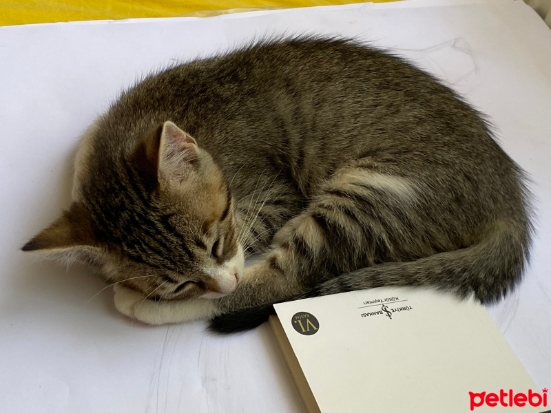 Tekir Kedi, Kedi  Thor fotoğrafı