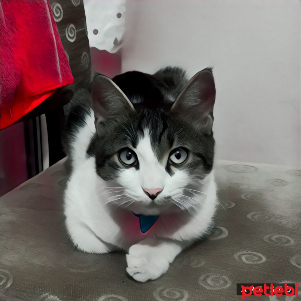 Tekir Kedi, Kedi  Lupi fotoğrafı