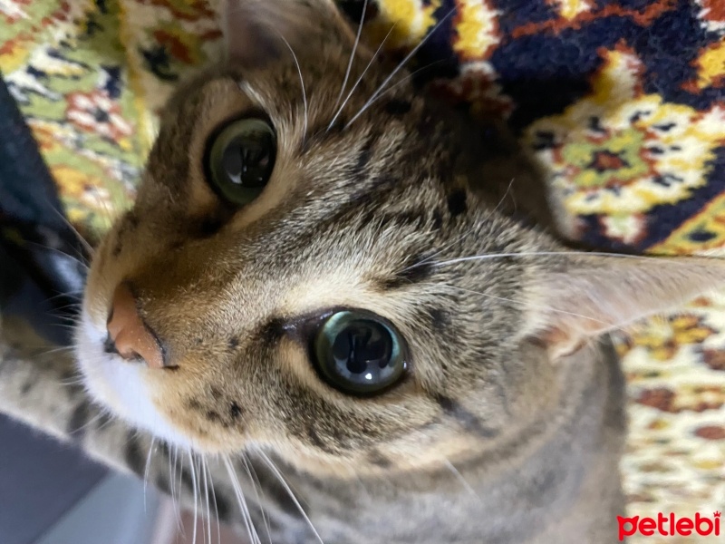 Tekir Kedi, Kedi  Loki fotoğrafı