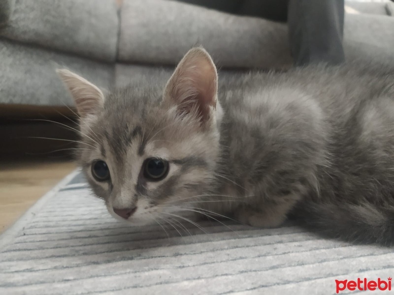 Ankara Kedisi, Kedi  koymadık fotoğrafı