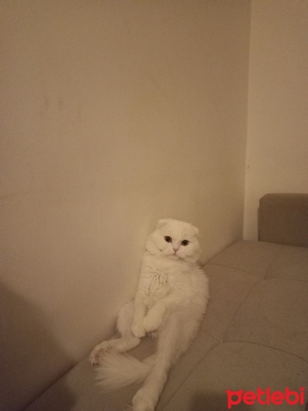 İran Kedisi (Persian), Kedi  Pamuk fotoğrafı