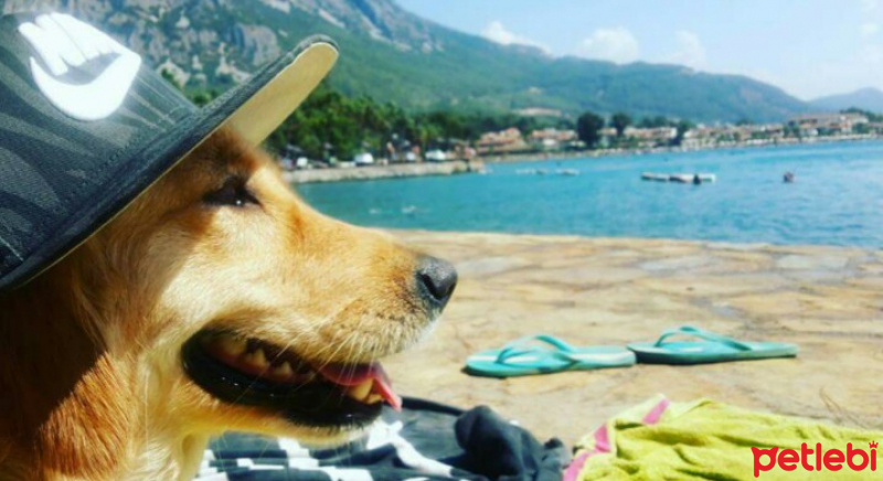 Golden Retriever, Köpek  Mina fotoğrafı