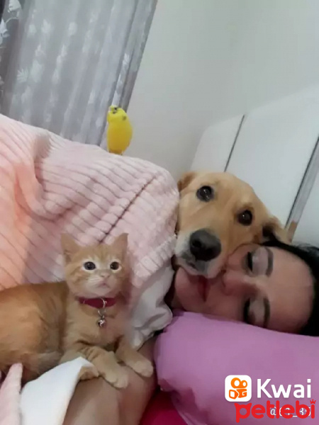 Golden Retriever, Köpek  Mina fotoğrafı