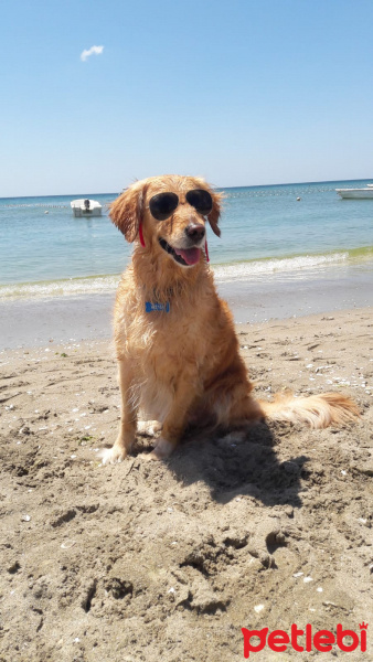 Golden Retriever, Köpek  Mina fotoğrafı