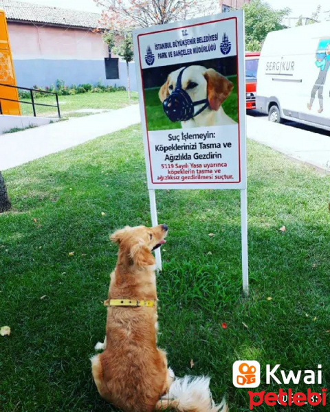 Golden Retriever, Köpek  Mina fotoğrafı