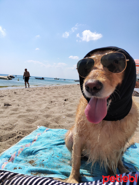 Golden Retriever, Köpek  Mina fotoğrafı