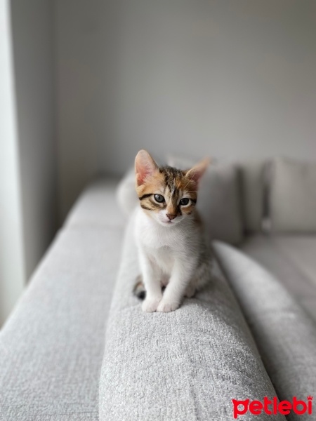 Tekir Kedi, Kedi  Üç renk fotoğrafı