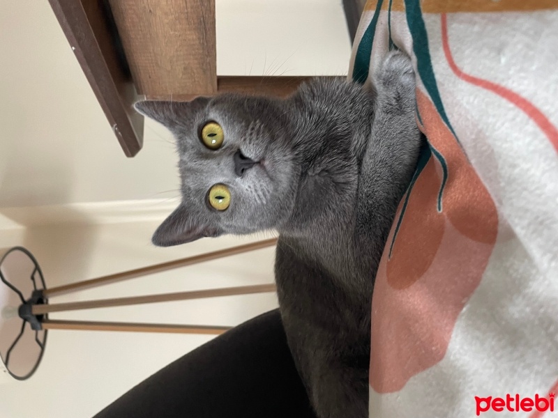Tekir Kedi, Kedi  Yuumi fotoğrafı