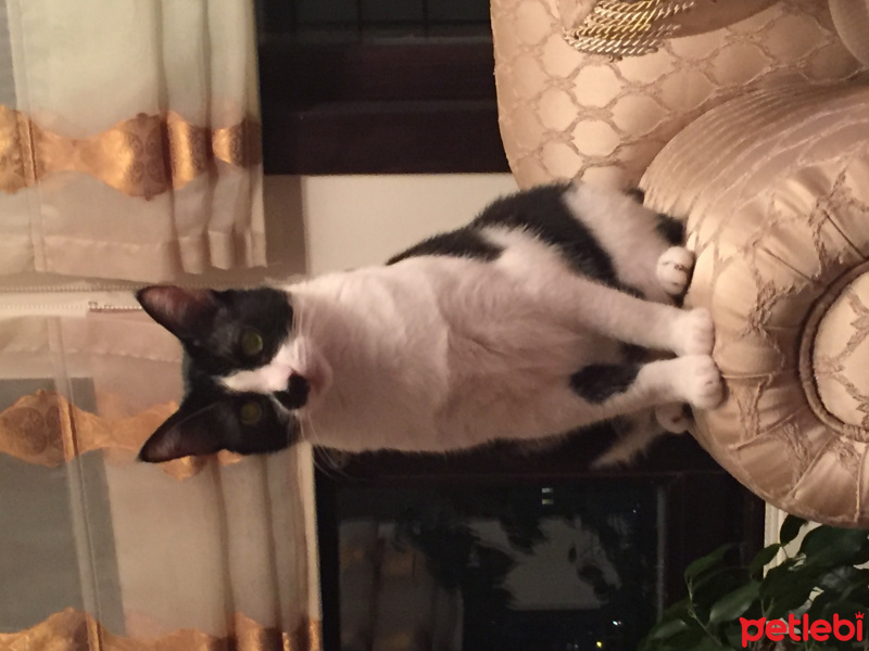 Tekir Kedi, Kedi  Lucy fotoğrafı