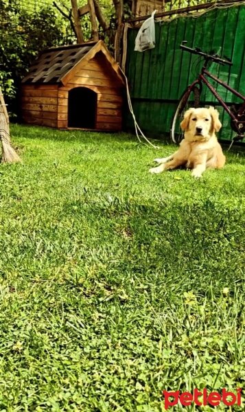 Golden Retriever, Köpek  Mari fotoğrafı