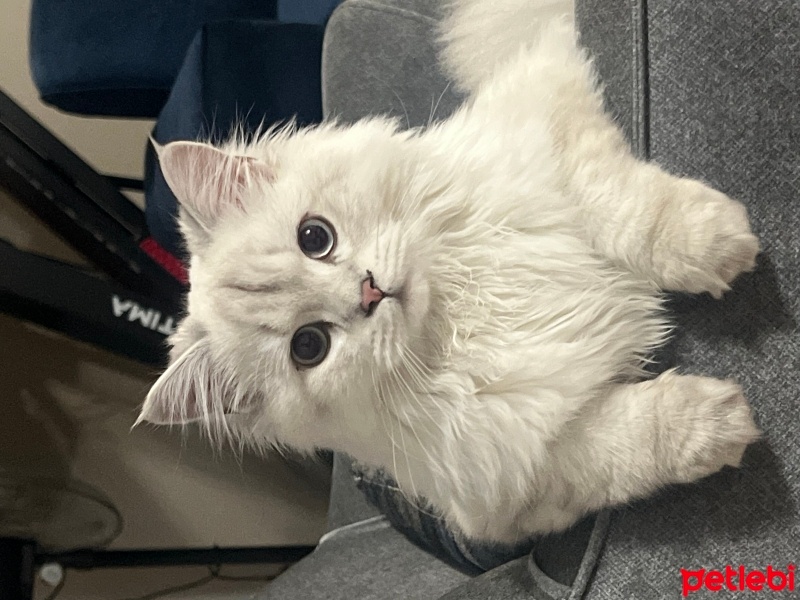 British Longhair, Kedi  Pati fotoğrafı