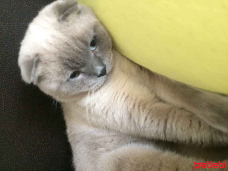 Scottish Fold, Kedi  Kaymak fotoğrafı