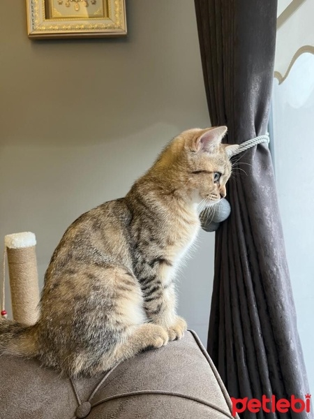 Scottish Fold, Kedi  Aslan fotoğrafı