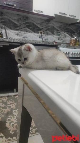 British Shorthair, Kedi  Bulut fotoğrafı