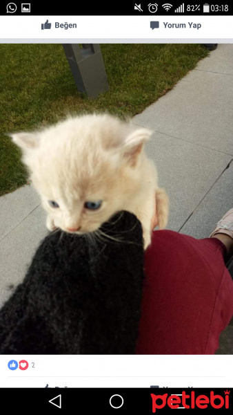 Sibirya Kedisi, Kedi  Bade fotoğrafı